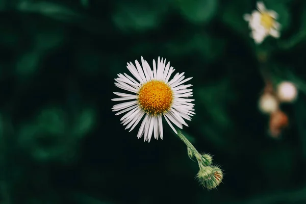 Een Enkele Bloem Met Witte Erigeron Bloemblaadjes Een Donkere Achtergrond — Stockfoto