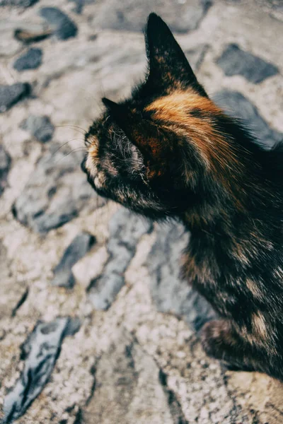Бродячая Кошка Лежит Улице Одном Городов Испании — стоковое фото