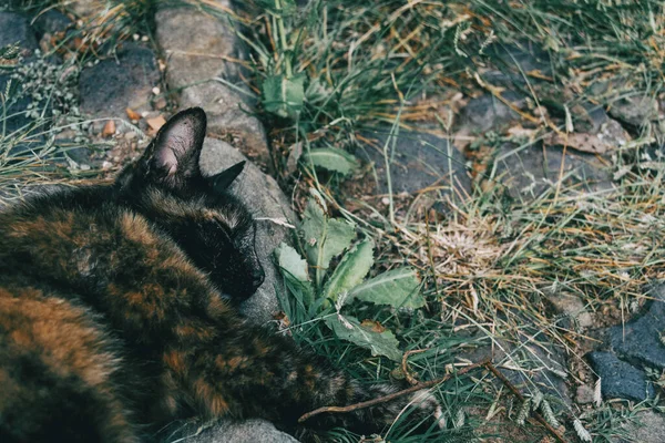 Бродячая Кошка Лежит Улице Одном Городов Испании — стоковое фото