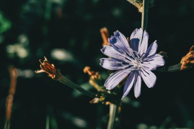İspanya 'da bir tarlada koyu bir arka planda tek bir leylak çiçeği.