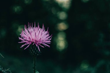 Tarlada koyu bir arka planda güzel bir leylak sirki çiçeği.