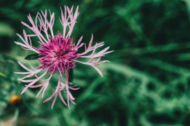 Centaurea 'nın güzel pembe çiçeği bir tarlada yakından görülüyor.