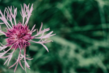 Centaurea 'nın güzel pembe çiçeği bir tarlada yakından görülüyor.
