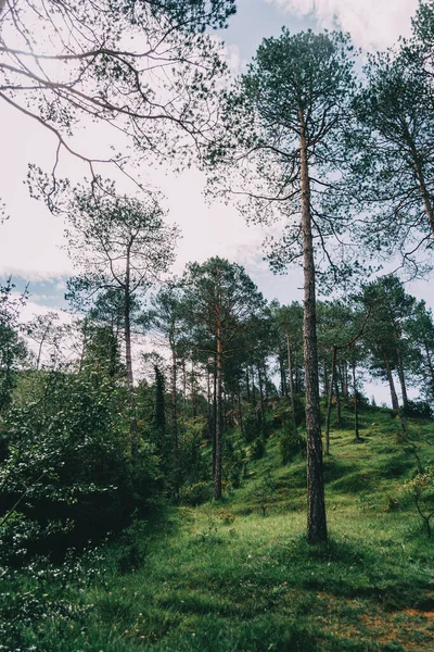 カタロニアスペインのどこかに木や茂みがたくさんある緑の風景 — ストック写真