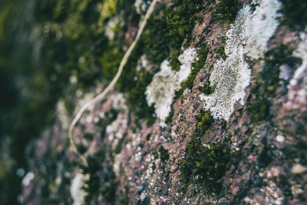 Musgo Pedra Velha Com Cores Escuras — Fotografia de Stock