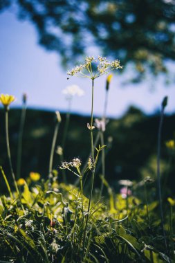 Katalonya, İspanya gibi bir alanda farklı şekil ve renklere sahip çeşitli çiçeklerin perspektifiyle aşağıdan görünüm.