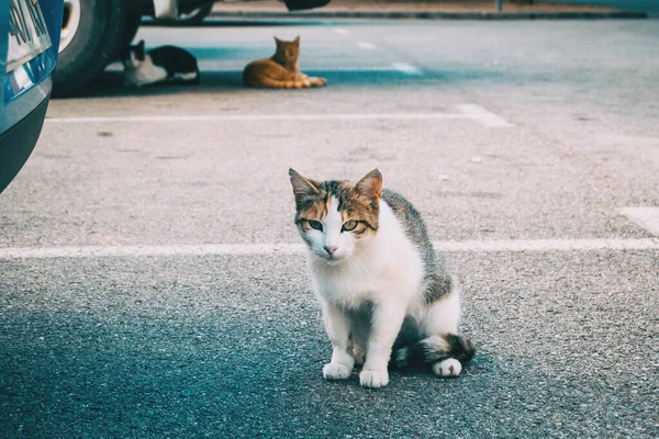 Toulavá Kočka Skrývající Koutě Města Letní Den — Stock fotografie