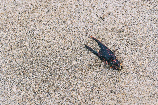 Krabí Dráp Zahrabaný Písku Pláži — Stock fotografie