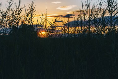 Bulutlarda güzel renklerle gün batımı önplandaki bitkilerin siyah renginin aksine.