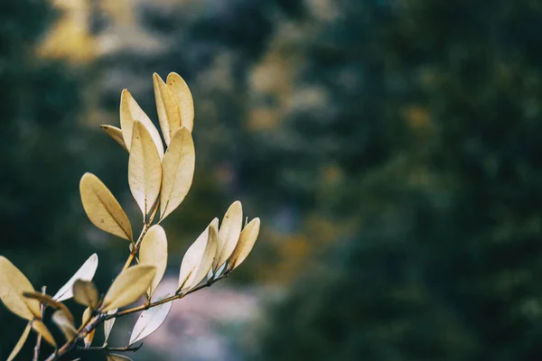 Gedroogde Buxusbladeren Van Dichtbij Gezien Een Bleke Kleur Met Ruimte — Stockfoto