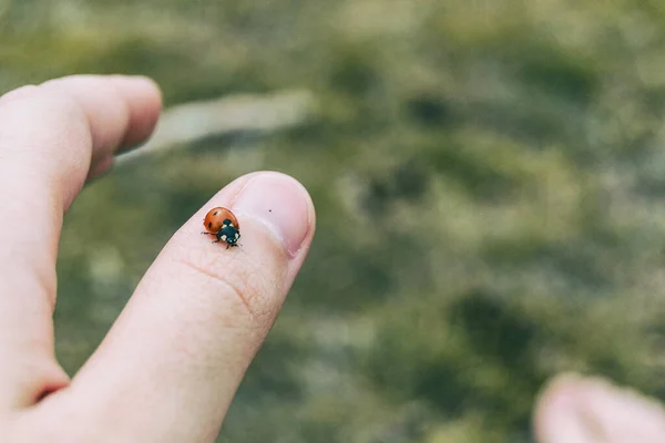 自然の中で少女の手の親指の皮膚に付着した小さなてんとう虫 — ストック写真