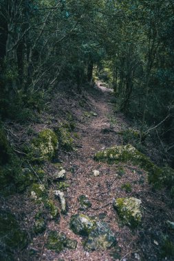 Tarragona ormanına giden küçük patika, İspanya