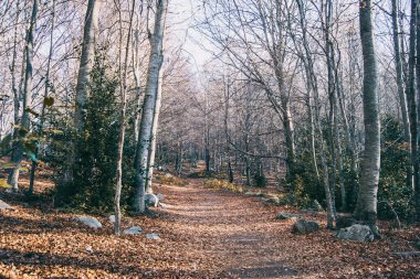 Sonbaharın güzel geniş manzarası, kuru yapraklar zemini kaplıyor, kabarık bir halı ve çıplak ağaç gövdeleriyle. Geç sonbahar renkleri
