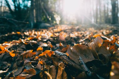 Sonbahar mevsiminde günbatımında arka planda kalan portakal yaprakları.