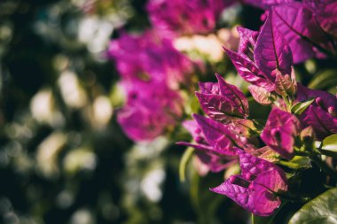 Bouganvillea 'nın leylak ya da menekşe yaprakları.