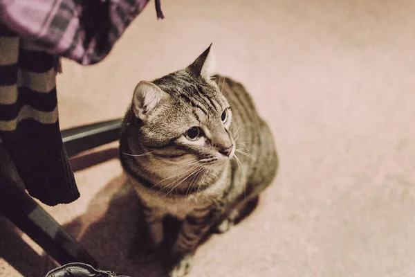 Tabby Gato Doméstico Interior Uma Sala Uma Casa Descansando Com — Fotografia de Stock