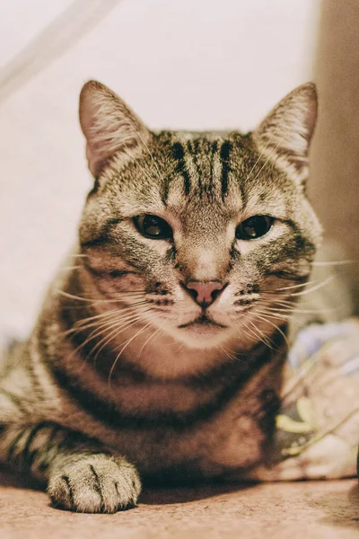 Tabby Domestic Cat Interior Room Home Resting Background Out Focus — Stock Photo, Image