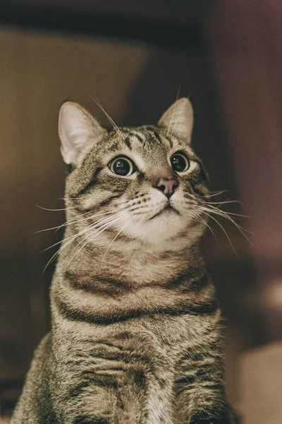 Tabby Domestic Cat Interior Room Home Resting Background Out Focus — Stock Photo, Image