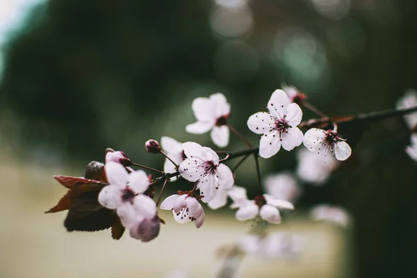 Közelkép Prunus Cerasifera Kis Rózsaszín Virágairól Jogdíjmentes Stock Képek