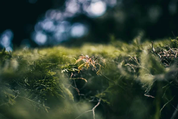 Folhas Verdes Perto Cupressus Natureza Com Fundo Borrão — Fotografia de Stock