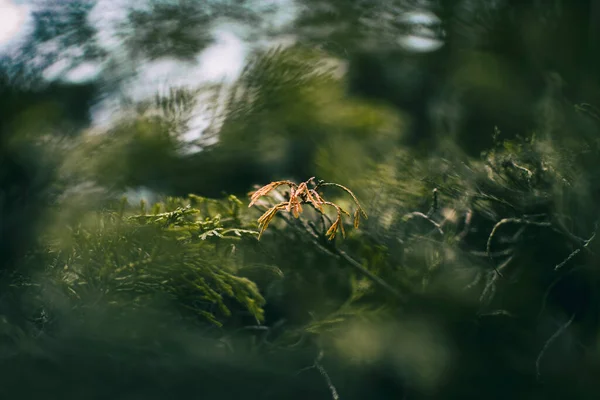 Hojas Verdes Cerca Cupressus Naturaleza Con Fondo Borroso — Foto de Stock