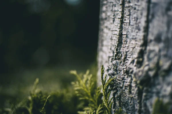 Close Stam Van Cupressus Natuur Met Ongefocuste Achtergrond Ruimte Voor — Stockfoto