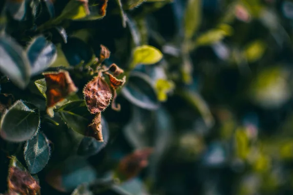 Groene Bladeren Van Dichtbij Gezien Van Een Lonicera Een Park — Stockfoto