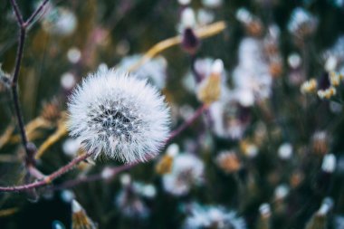 Doğada senecio çiçeği, yakın görüş ve beyaz
