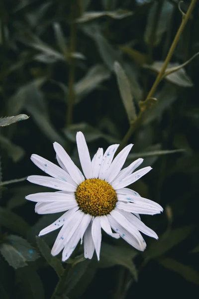 Leucanthemum Bloem Natuur Buiten Close Uitzicht Wit — Stockfoto