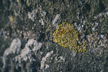 yakın plan ve metin için alan olarak görülen sıvılar