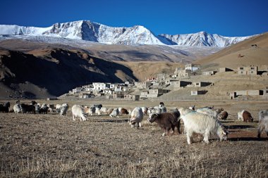 Himalayalar hayvanlar Ladakh ve Zanskar