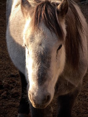 Himalayalar hayvanlar Ladakh ve Zanskar