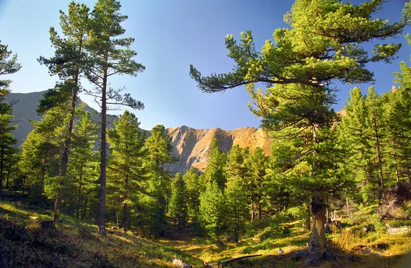 Landskap av naturen i Sayan bergskedja (hösten ) — Stockfoto