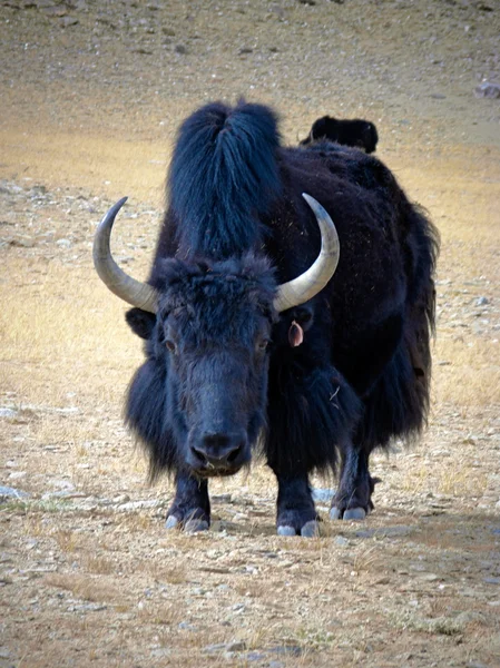 HIMALAYAS ANIMALS  LADAKH & ZANSKAR — Stock Photo, Image