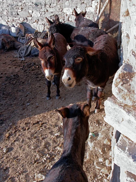 喜马拉雅山动物拉达克 & 桑噶 — 图库照片
