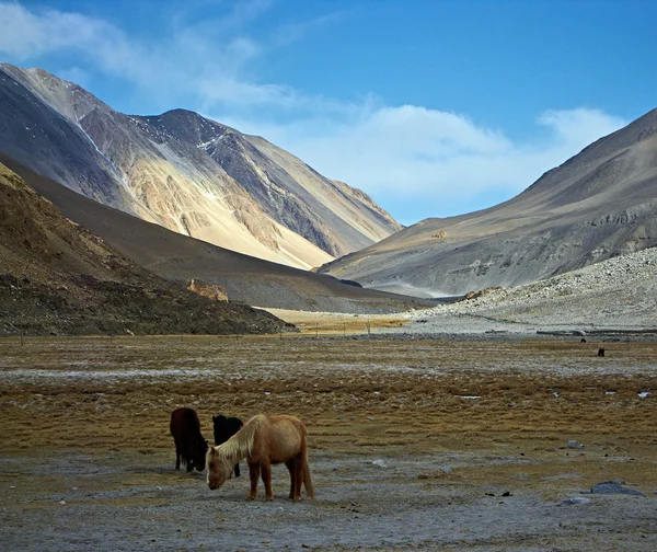 喜马拉雅山动物拉达克 & 桑噶 — 图库照片