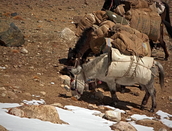 HIMALAYAS ANIMALS  LADAKH & ZANSKAR — Stock Photo, Image