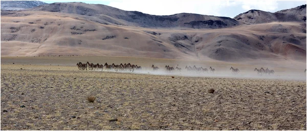 Himálaj zvířata Ladaku & Zanskar — Stock fotografie