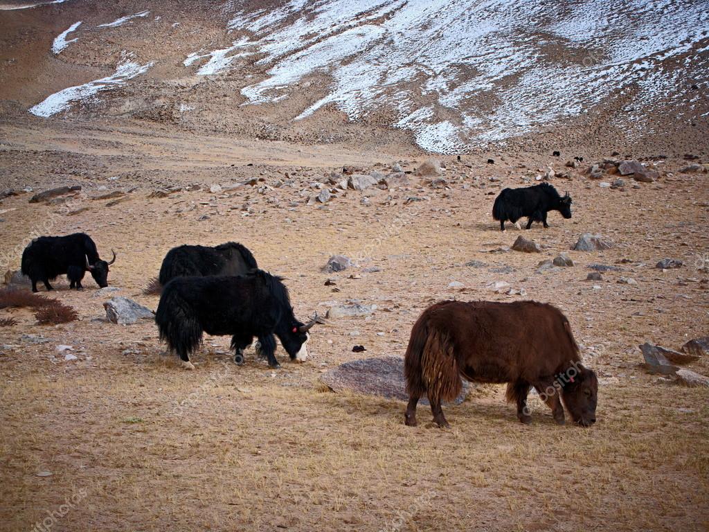 HIMALAYAS ANIMALS LADAKH & ZANSKAR Stock Photo by ©ratnavideo 93000716 HIMALAYAS ANIMALS LADAKH & ZANSKAR Stock Photo by ©ratnavideo 93000716