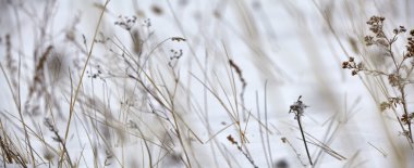 Vahşi doğa makro Panorama Baykal