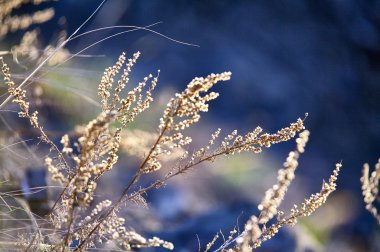 Vahşi doğa makro Panorama Baykal