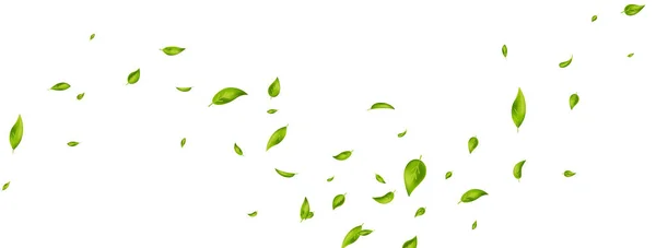 Hojas verdes volando sobre una larga bandera blanca. Hoja cayendo. Ola adorno de follaje. Ecología, eco, elemento de diseño orgánico. Borde de patrón cosmético. Fondo de té fresco. Producto de belleza. Ilustración vectorial — Archivo Imágenes Vectoriales