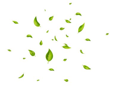 Yaprak dökülüyor. Beyaz arka planda yeşil uçan yapraklar. Dalga yeşillik süsü. Güzellik ürünü. Ekoloji, ekoloji, organik tasarım elementleri. Taze çay afişi. Kozmetik desen sınırı. Vektör illüstrasyonu