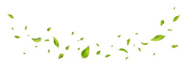 Uzun beyaz pankartta yeşil uçan yapraklar. Yaprak dökülüyor. Dalga yeşillik süsü. Vegan, eko, organik tasarım. Kozmetik desen sınırı. Taze çay arkaplanı. Güzellik ürünü. Vektör illüstrasyonu