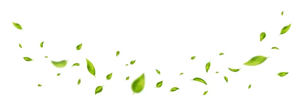 Uzun beyaz pankartta yeşil uçan yapraklar. Yaprak dökülüyor. Dalga yeşillik süsü. Vegan, eko, organik tasarım. Kozmetik desen sınırı. Taze çay arkaplanı. Güzellik ürünü. Vektör illüstrasyonu