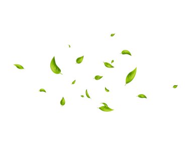 Beyaz pankartta yeşil yapraklar uçuşuyor. Vegan, eko, organik tasarım. Yaprak dökülüyor. Dalga yeşillik süsü. Güzellik ürünü. Taze çay arkaplanı. Kozmetik desen sınırı. Vektör illüstrasyonu