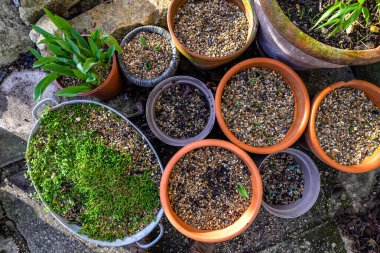 Bir dizi farklı saksı bitkisi.