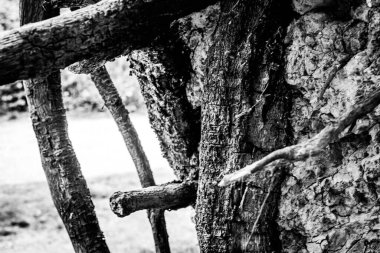 Ölü bir ağacın yakın görüntüsü, çizgileri, hatları ve kırışıklıkları gösteriyor. Teknik olarak ölü olabilir ama hala çok canlı görünüyor..