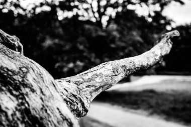 Ölü bir ağacın yakın görüntüsü, çizgileri, hatları ve kırışıklıkları gösteriyor. Teknik olarak ölü olabilir ama hala çok canlı görünüyor..