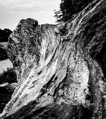 Ölü bir ağacın yakın görüntüsü, çizgileri, hatları ve kırışıklıkları gösteriyor. Teknik olarak ölü olabilir ama hala çok canlı görünüyor..